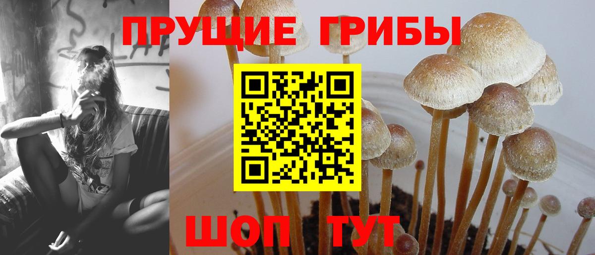 Михайловка  Псилоцибиновые грибы Cubensis  Вход с VPN 